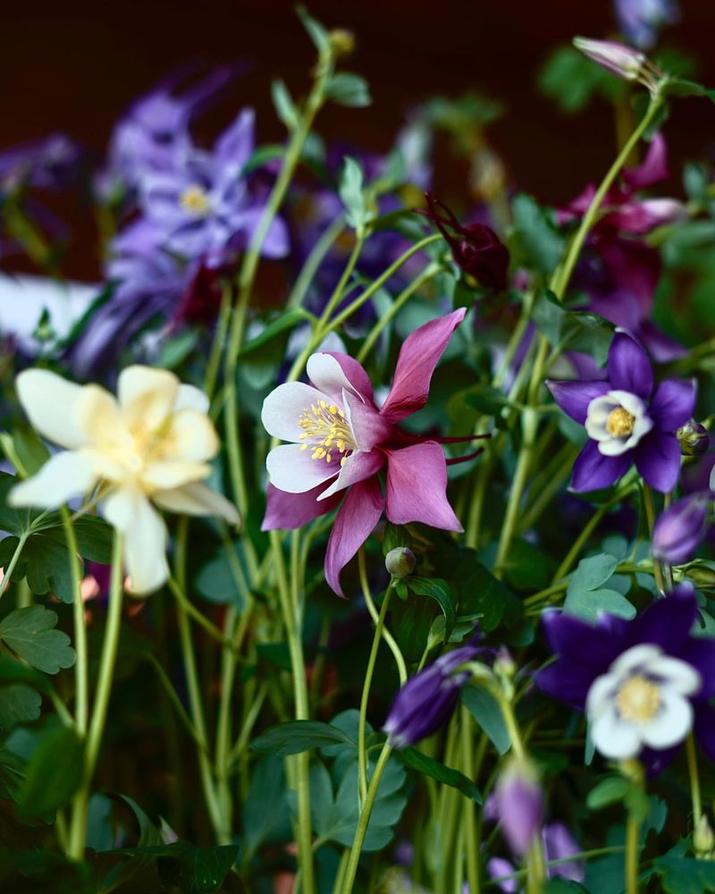 Columbine