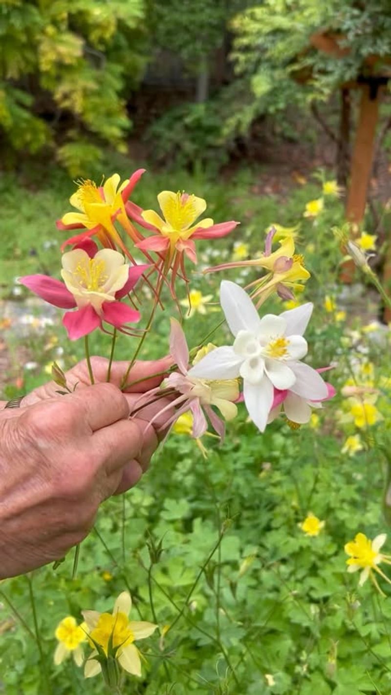 Columbine