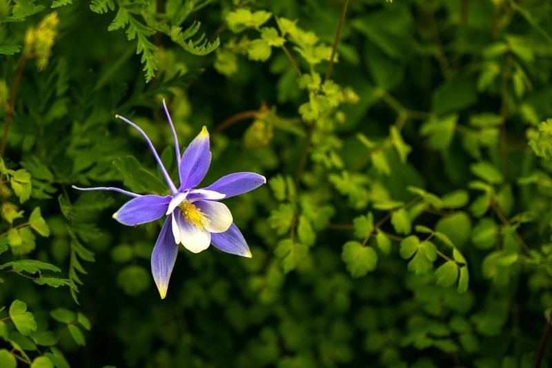 Columbine