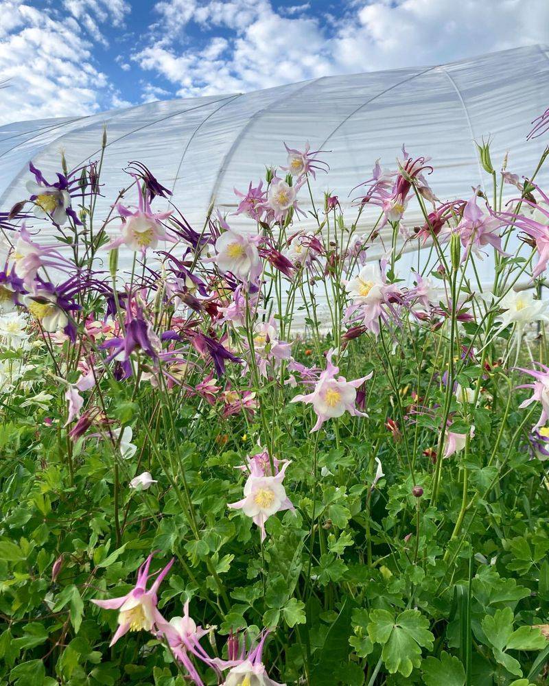 Columbine