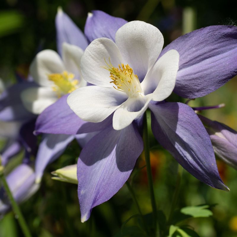 Columbine