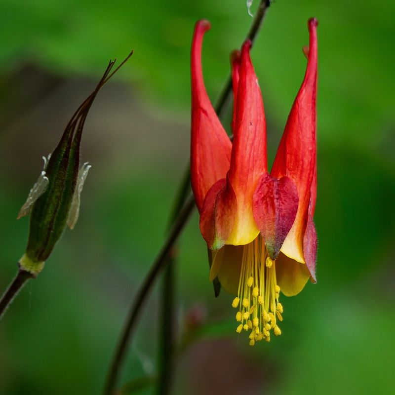 Columbine