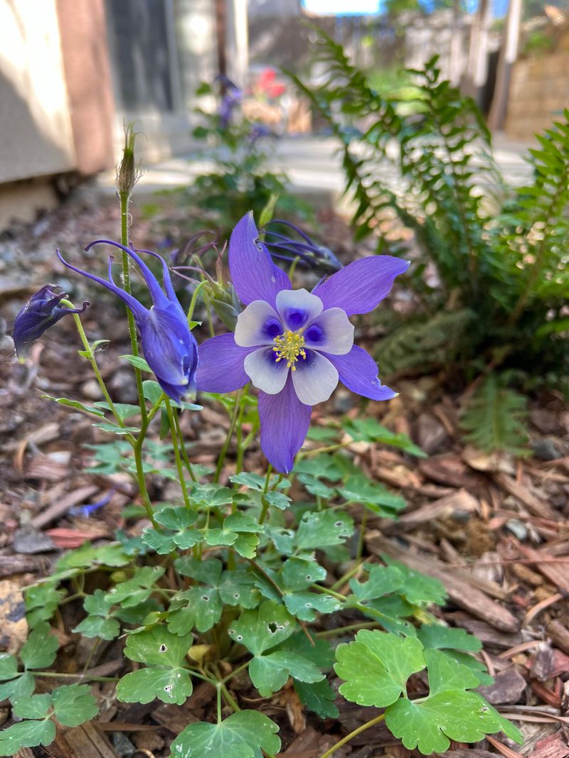 Columbines