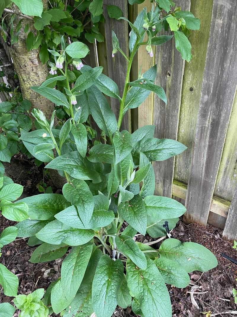 Comfrey