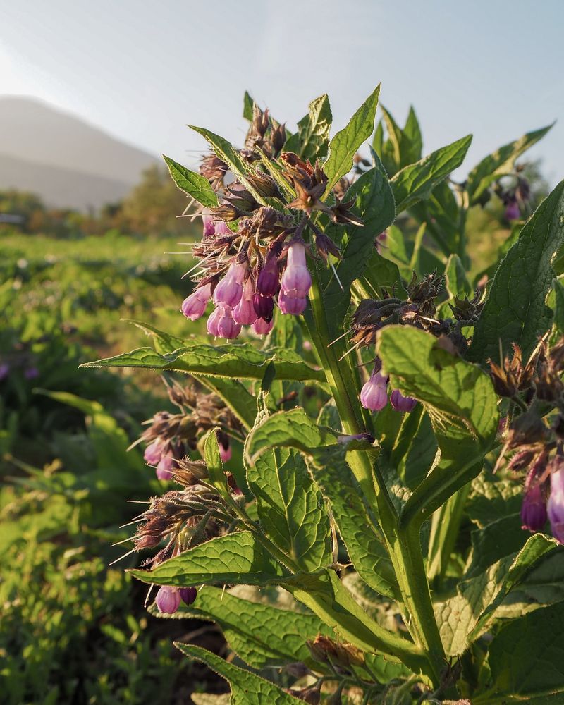 Comfrey