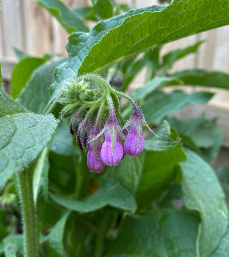 Comfrey