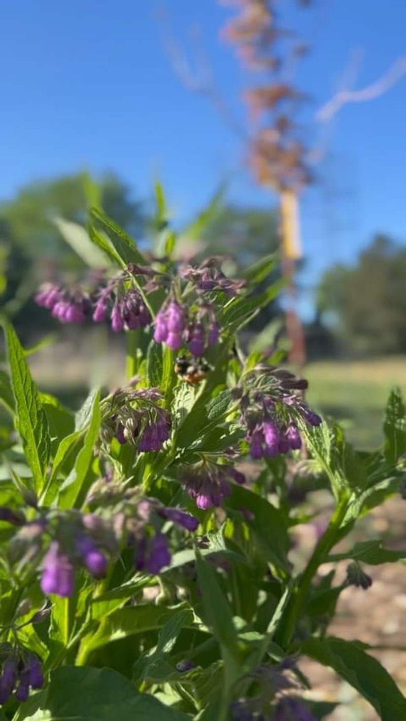 Comfrey