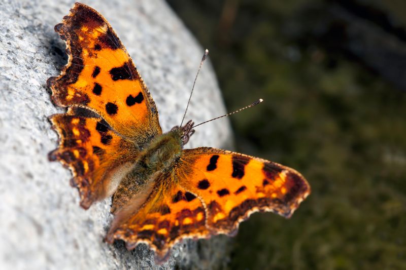 Comma Butterfly