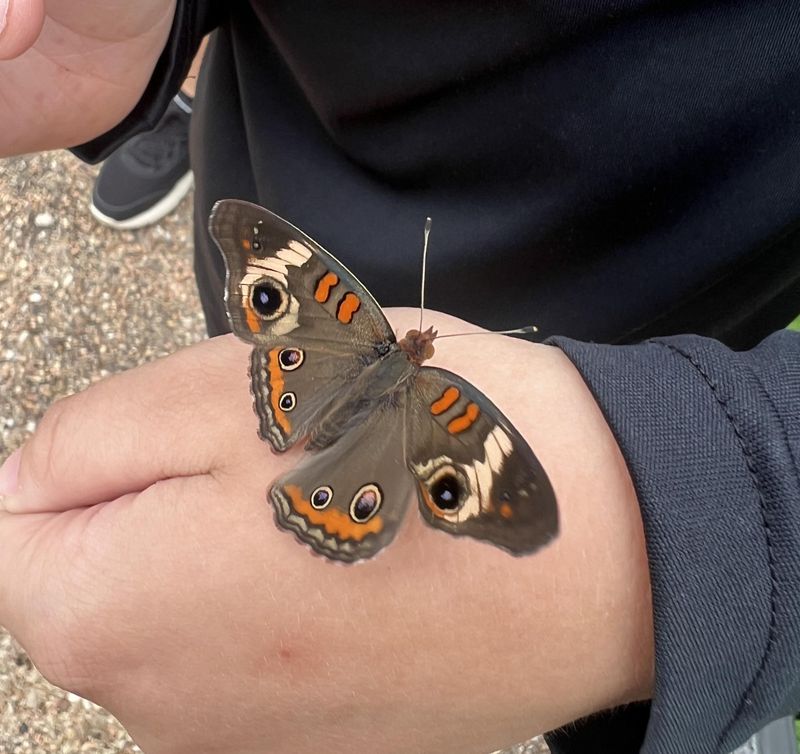 Common Buckeye Butterfly