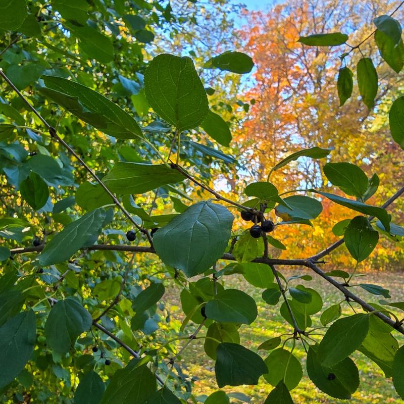 Common Buckthorn