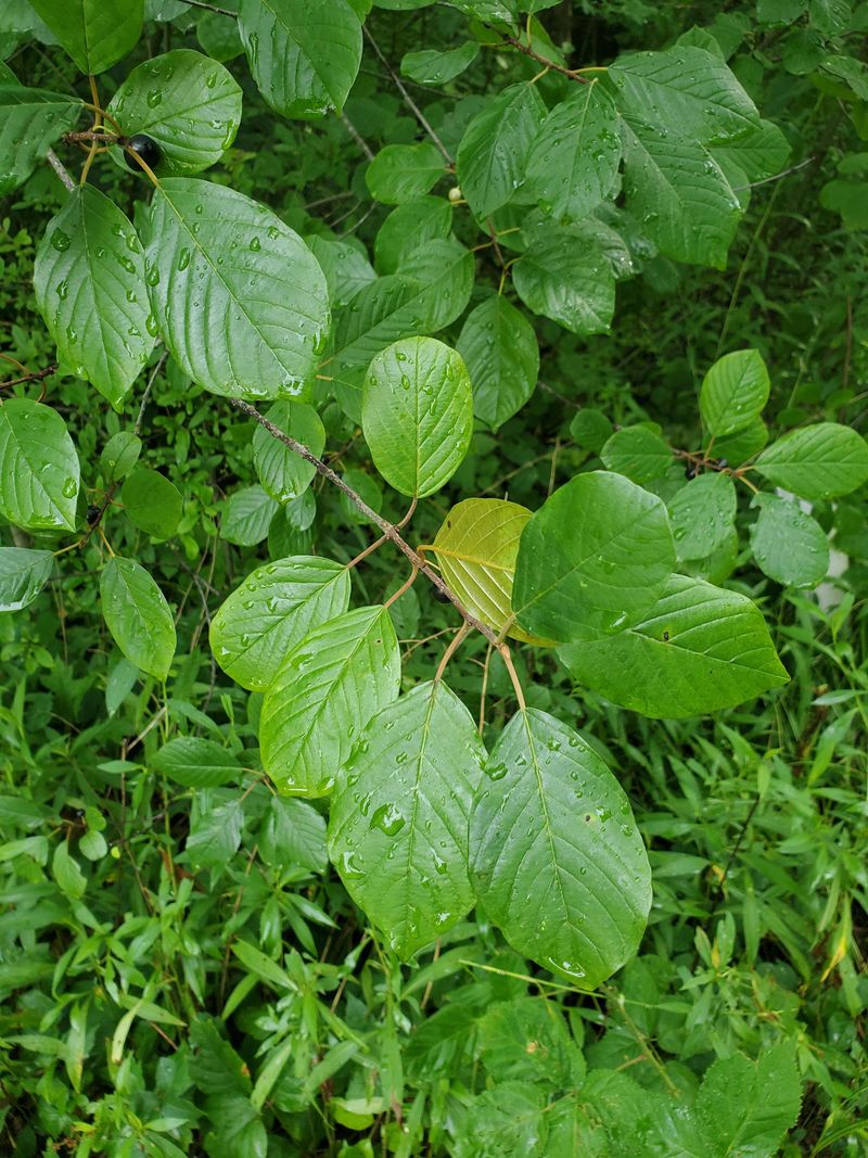 Common Buckthorn