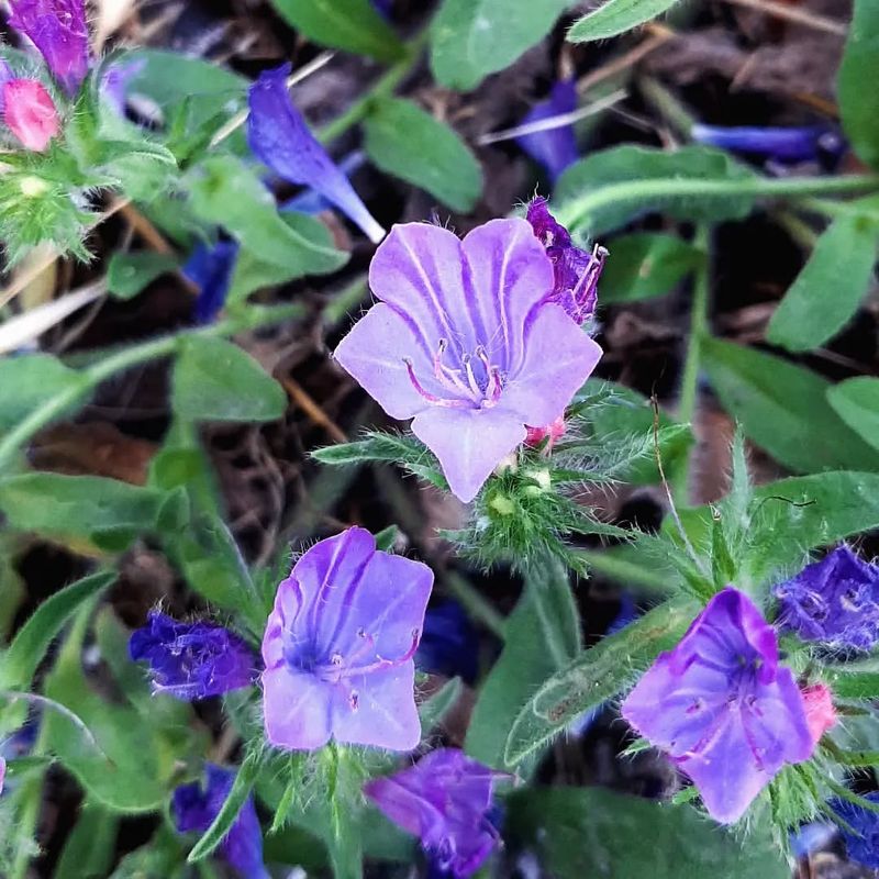 Common Bugloss