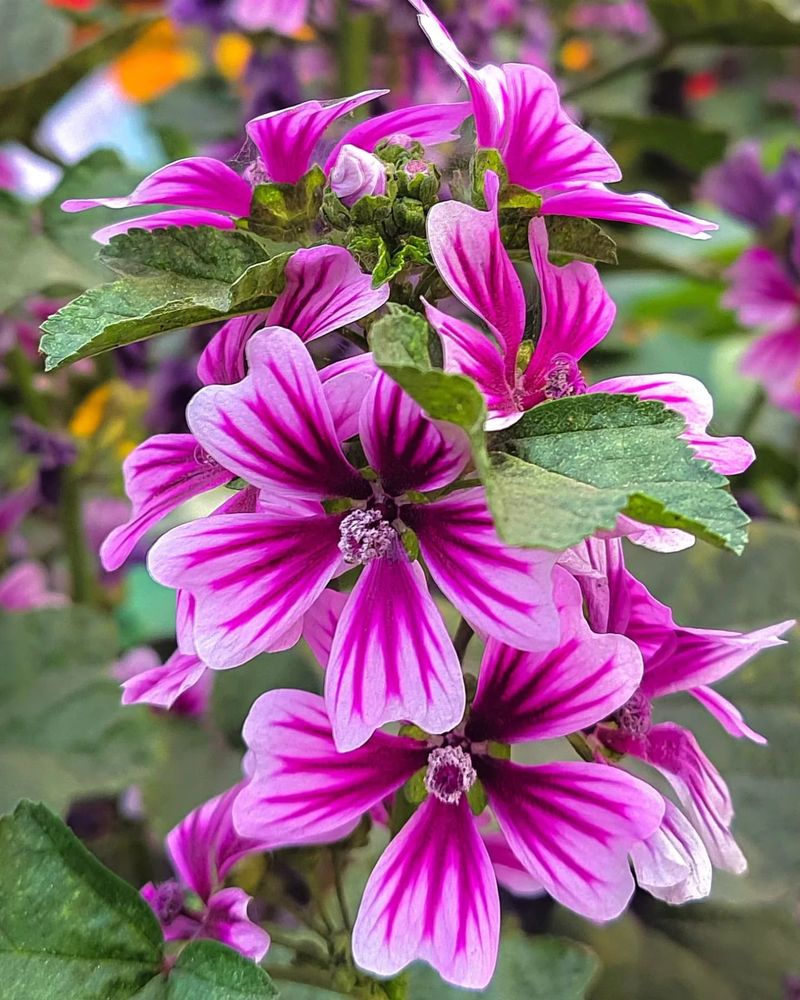 Common Mallow