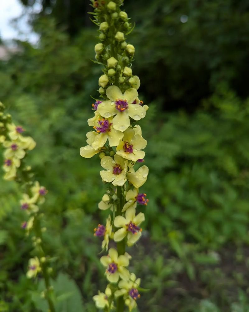 Common Mullein