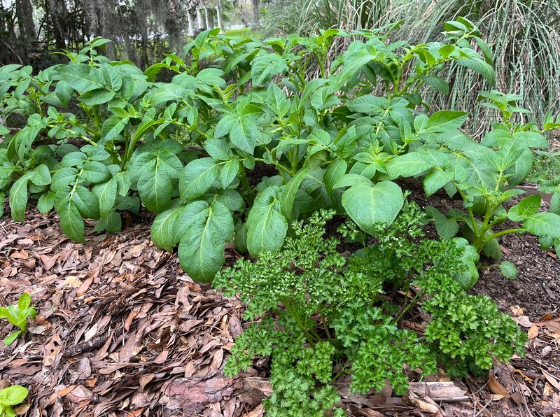 Companion Planting