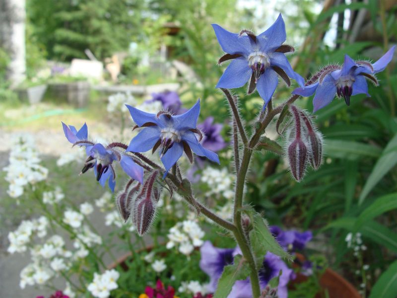 Companion Planting