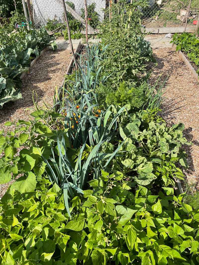 Companion Planting Strategies