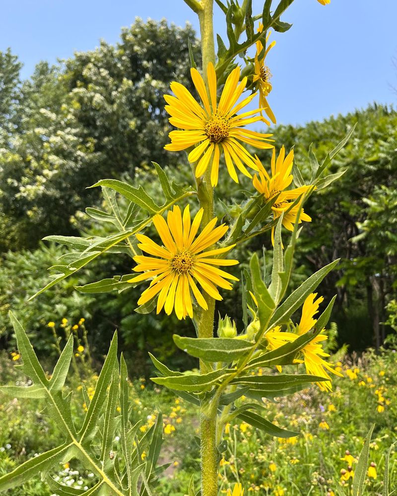 Compass Plant