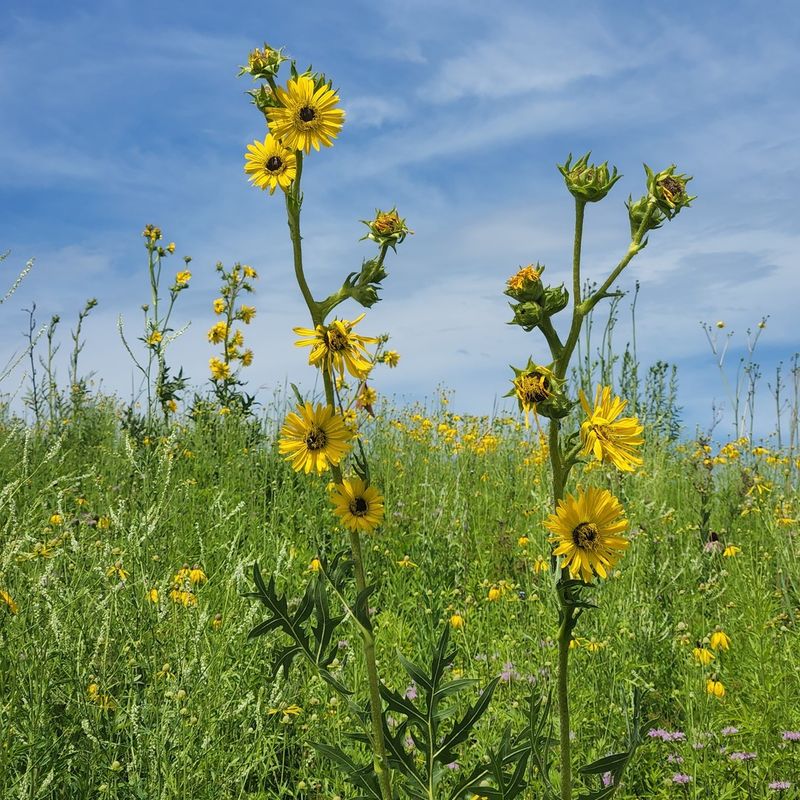 Compass Plant