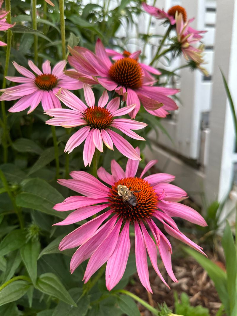 Coneflower