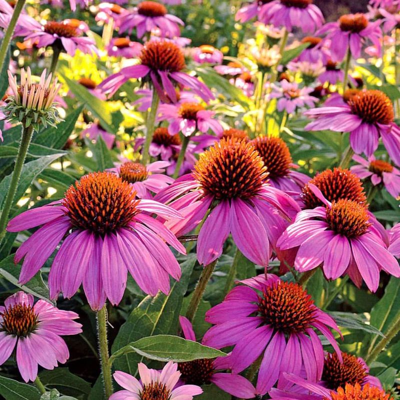 Coneflower