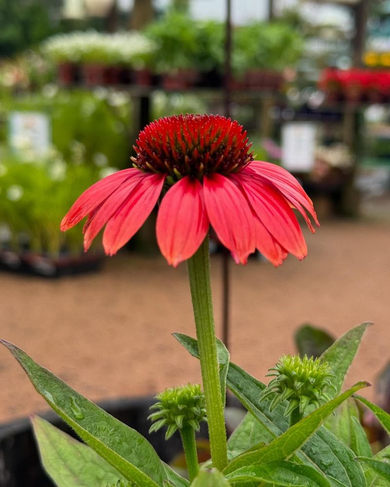 Coneflower