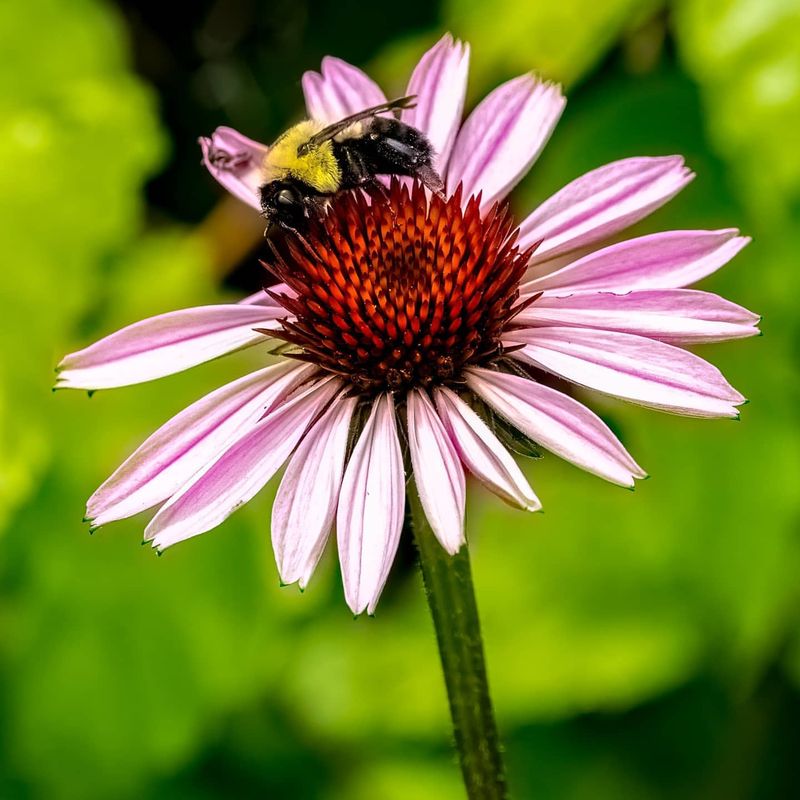 Coneflower