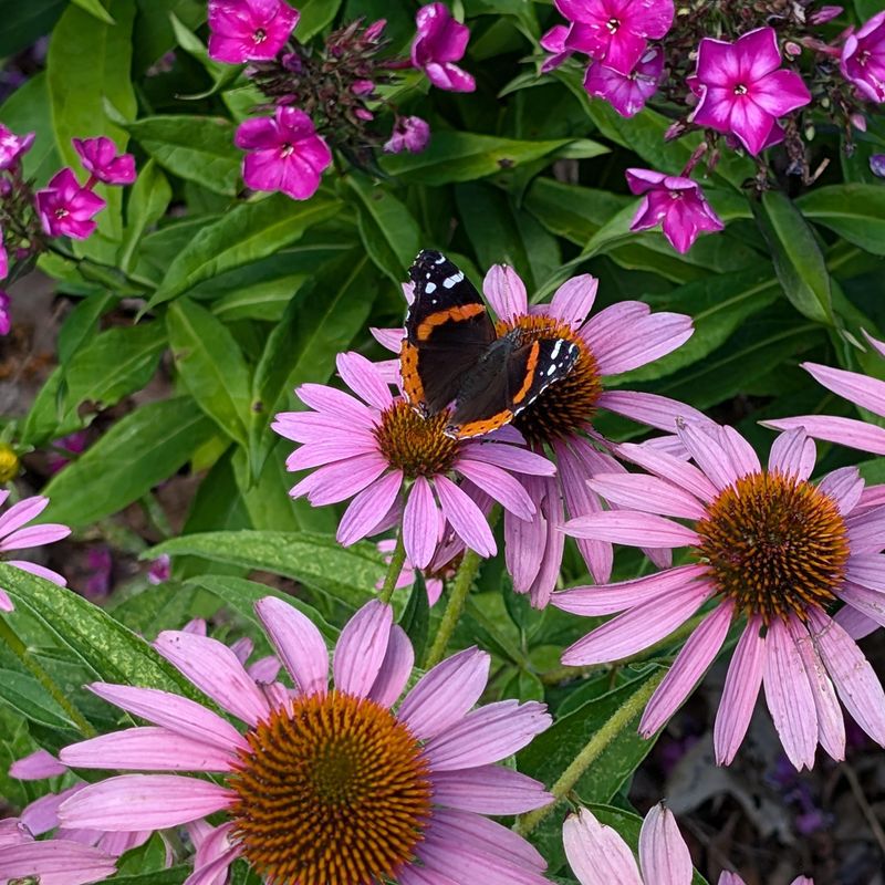 Coneflower