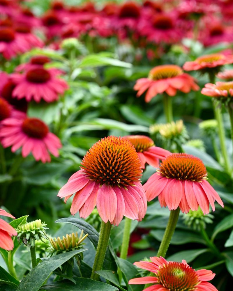 Coneflower