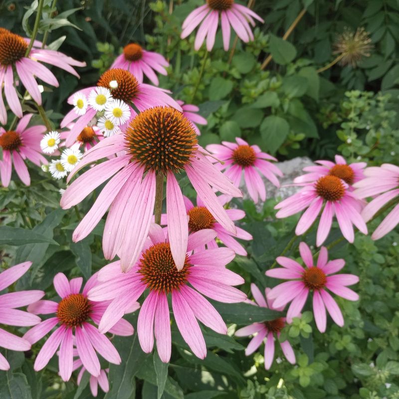 Coneflower (Echinacea)