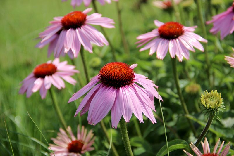 Coneflowers