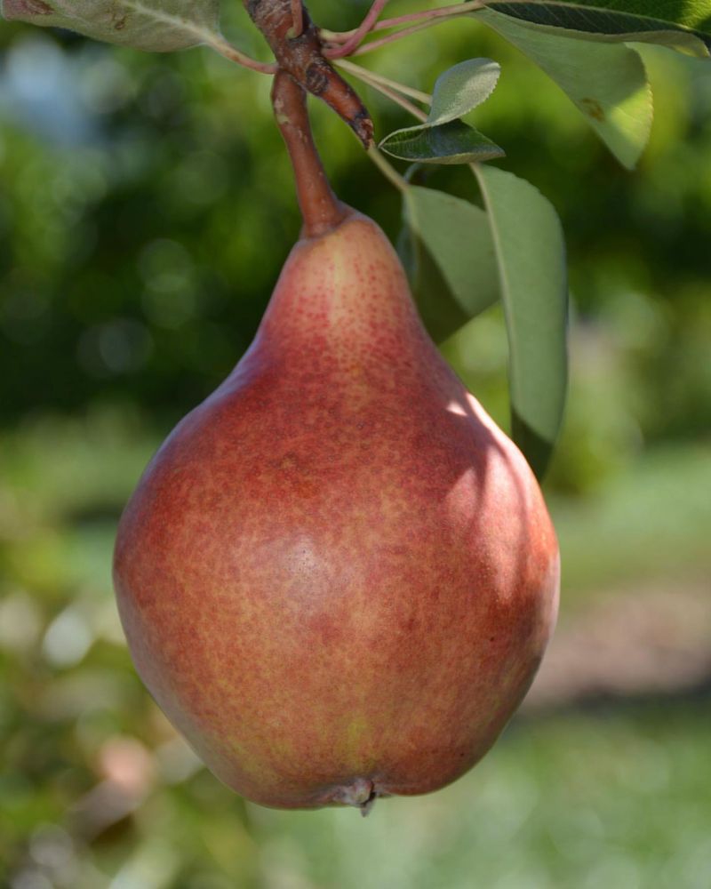 Connecticut: Asian Pear