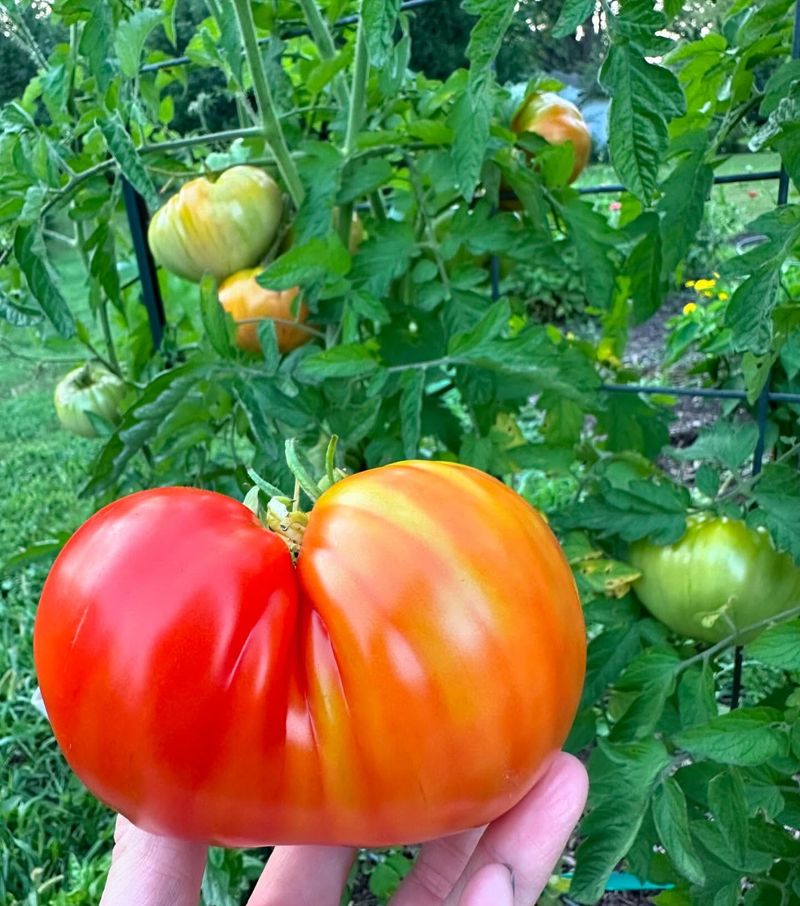 Connecticut: Heirloom Tomatoes