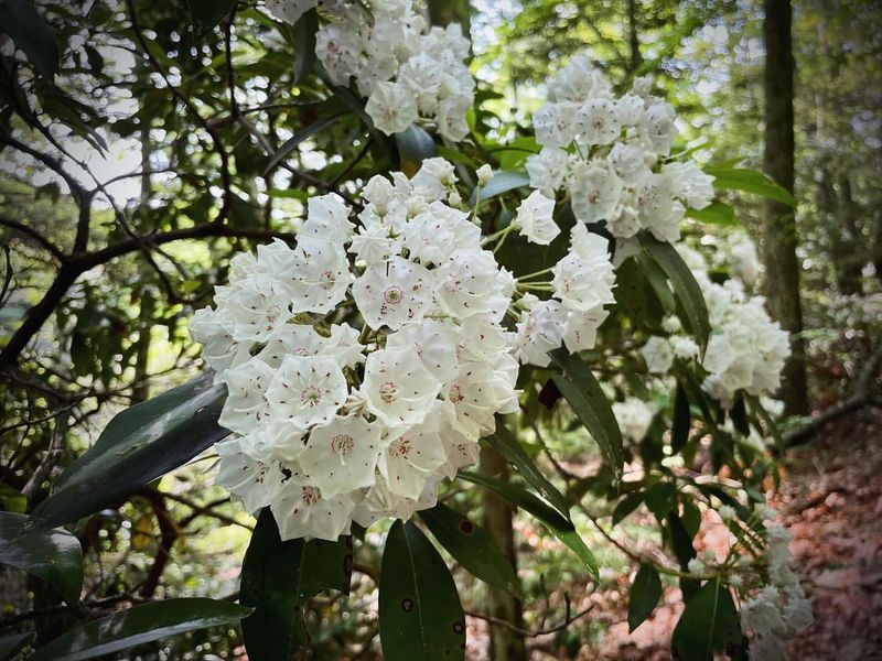 Connecticut: Mountain Laurel