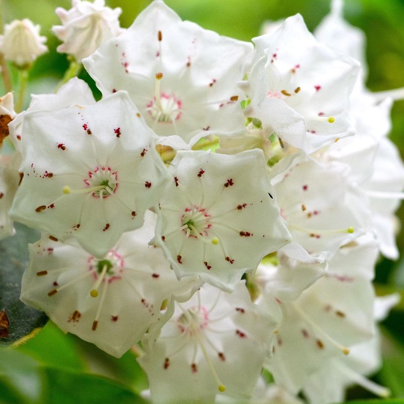 Connecticut: Mountain Laurel