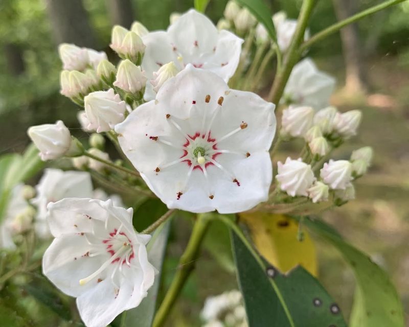 Connecticut - Mountain Laurel