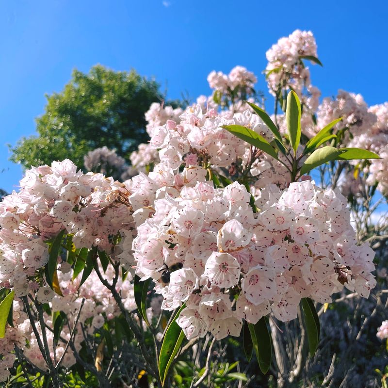 Connecticut - Mountain Laurel