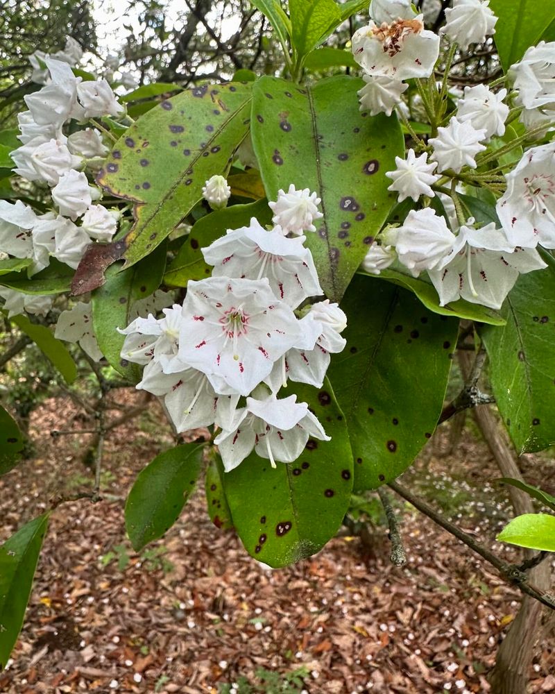 Connecticut - Mountain Laurel