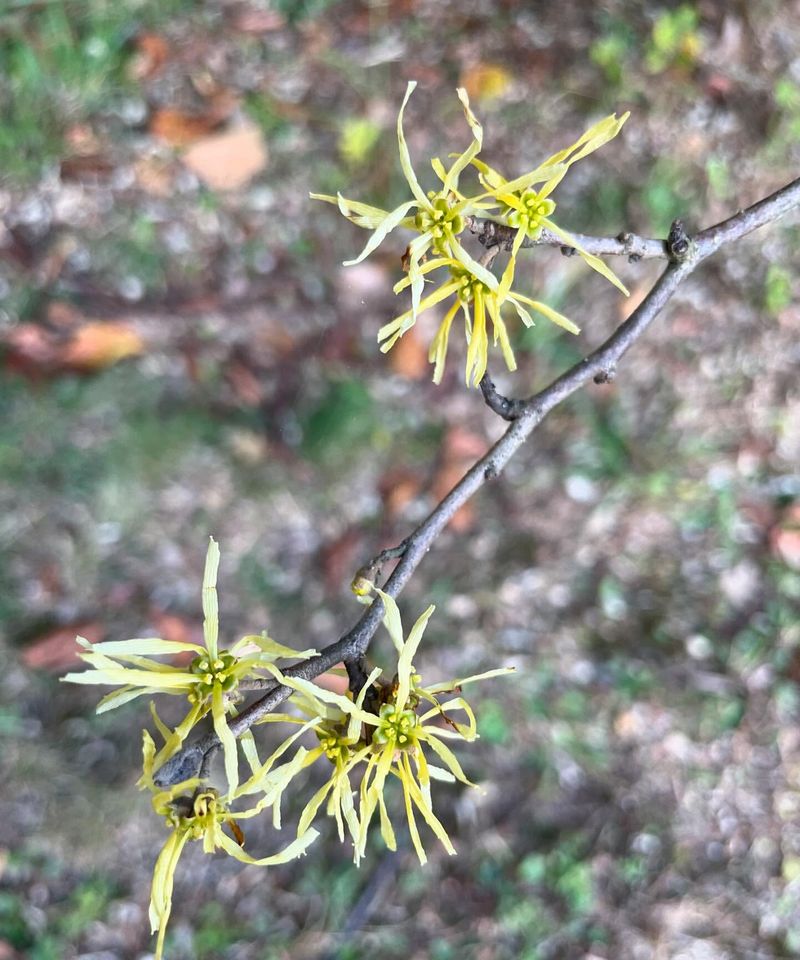 Connecticut: Witch Hazel