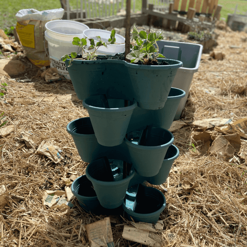 Container Gardening