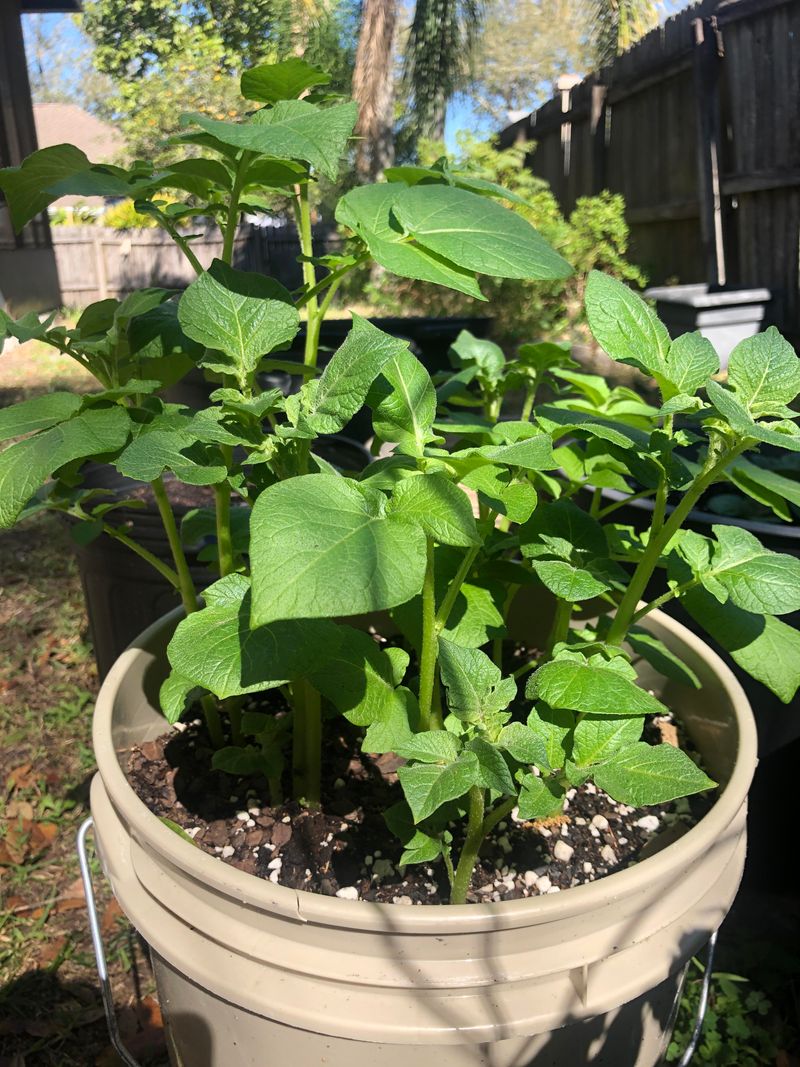 Container Planting