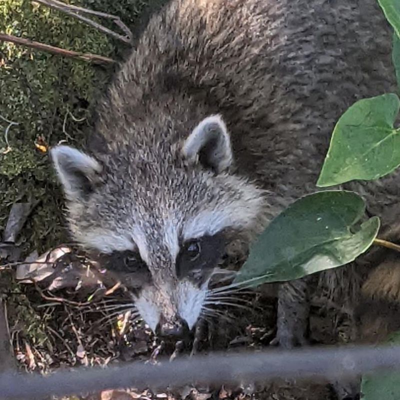 Contributing to Biodiversity