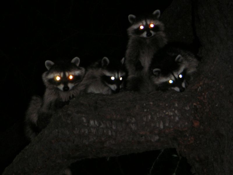 Contributing to Nighttime Garden Mystique