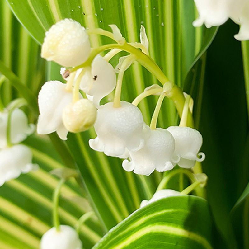 Convallaria