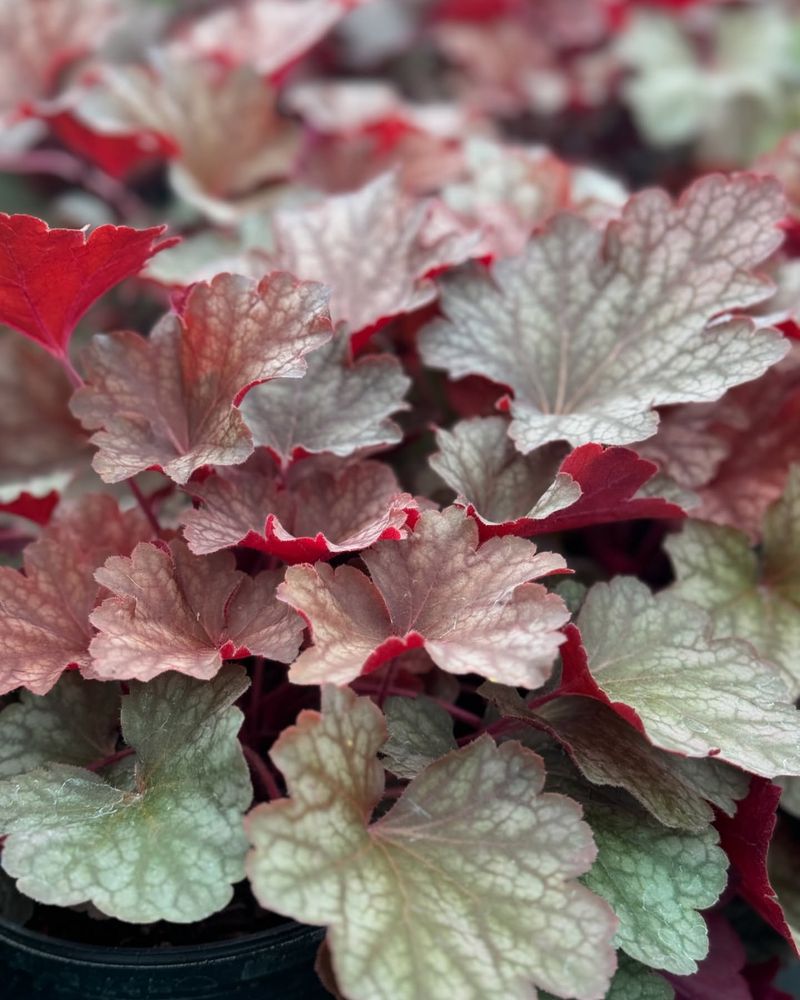 Coral Bells