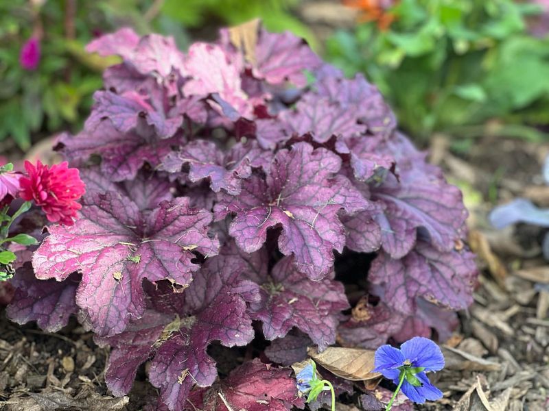 Coral Bells