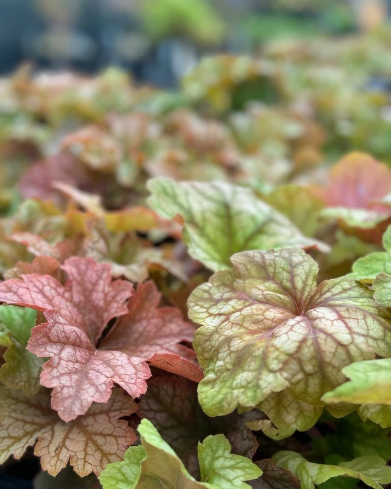 Coral Bells