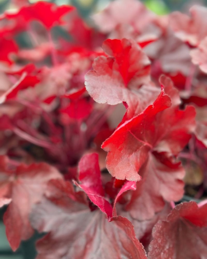 Coral Bells (Heuchera)