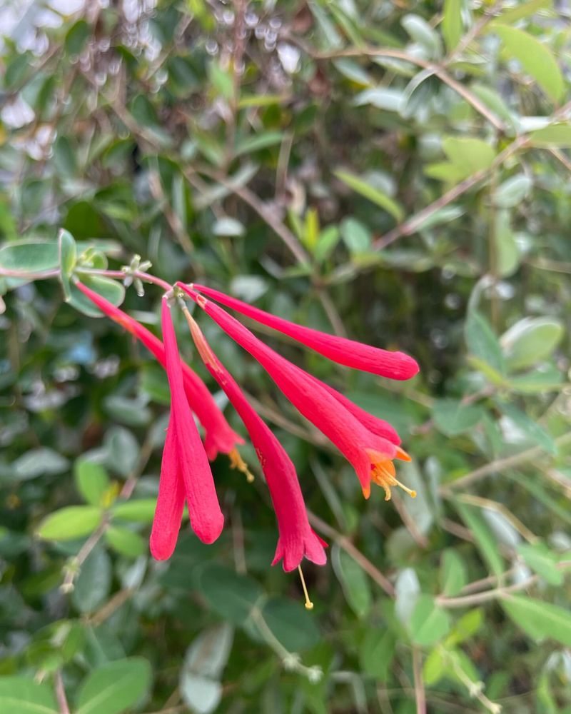 Coral Honeysuckle