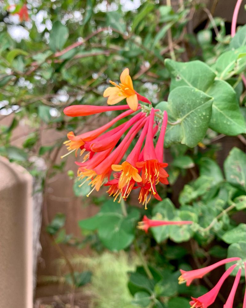 Coral Honeysuckle